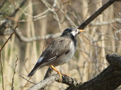 Spodiopsar cineraceus