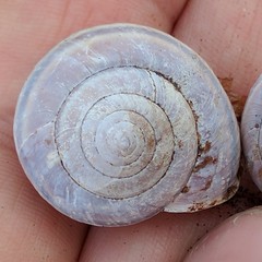 Helminthoglypta dupetithouarsi