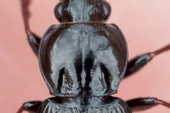 Pterostichus mutus
