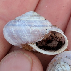 Helminthoglypta dupetithouarsi