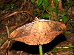 Copaxa multifenestrata