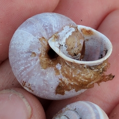 Helminthoglypta dupetithouarsi