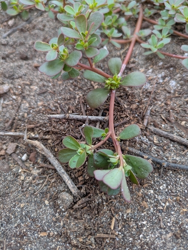 Portulaca lutea observed 2026-04-15