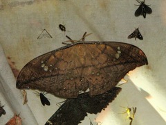 Copaxa multifenestrata