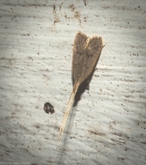 Lecithocera imprudens