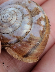 Helminthoglypta dupetithouarsi