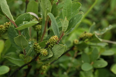 Myrica gale tomentosa