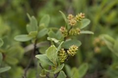 Myrica gale tomentosa
