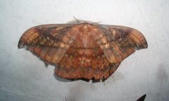 Copaxa multifenestrata