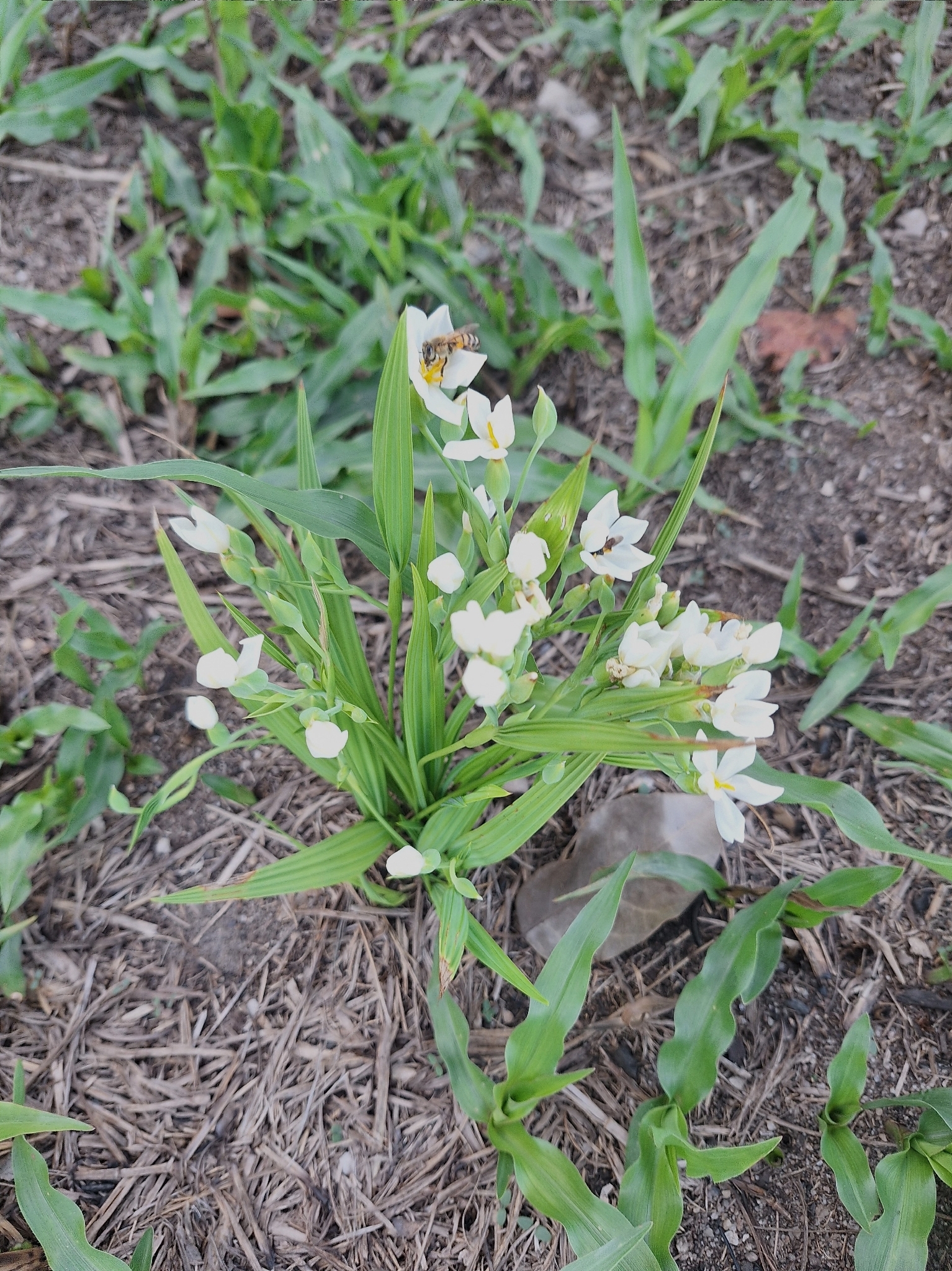 Eleutherine bulbosa