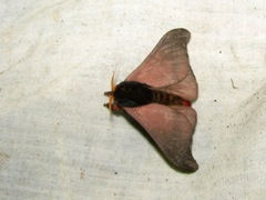 Hylesia acuta