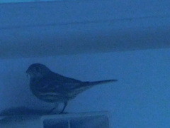 Haemorhous mexicanus