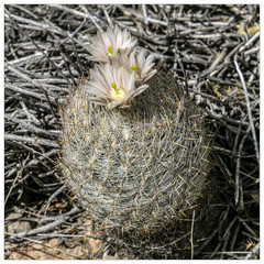 Echinomastus mariposensis