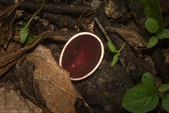 Phillipsia subpurpurea