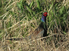Phasianus versicolor