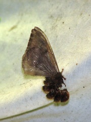 Hylesia ileana