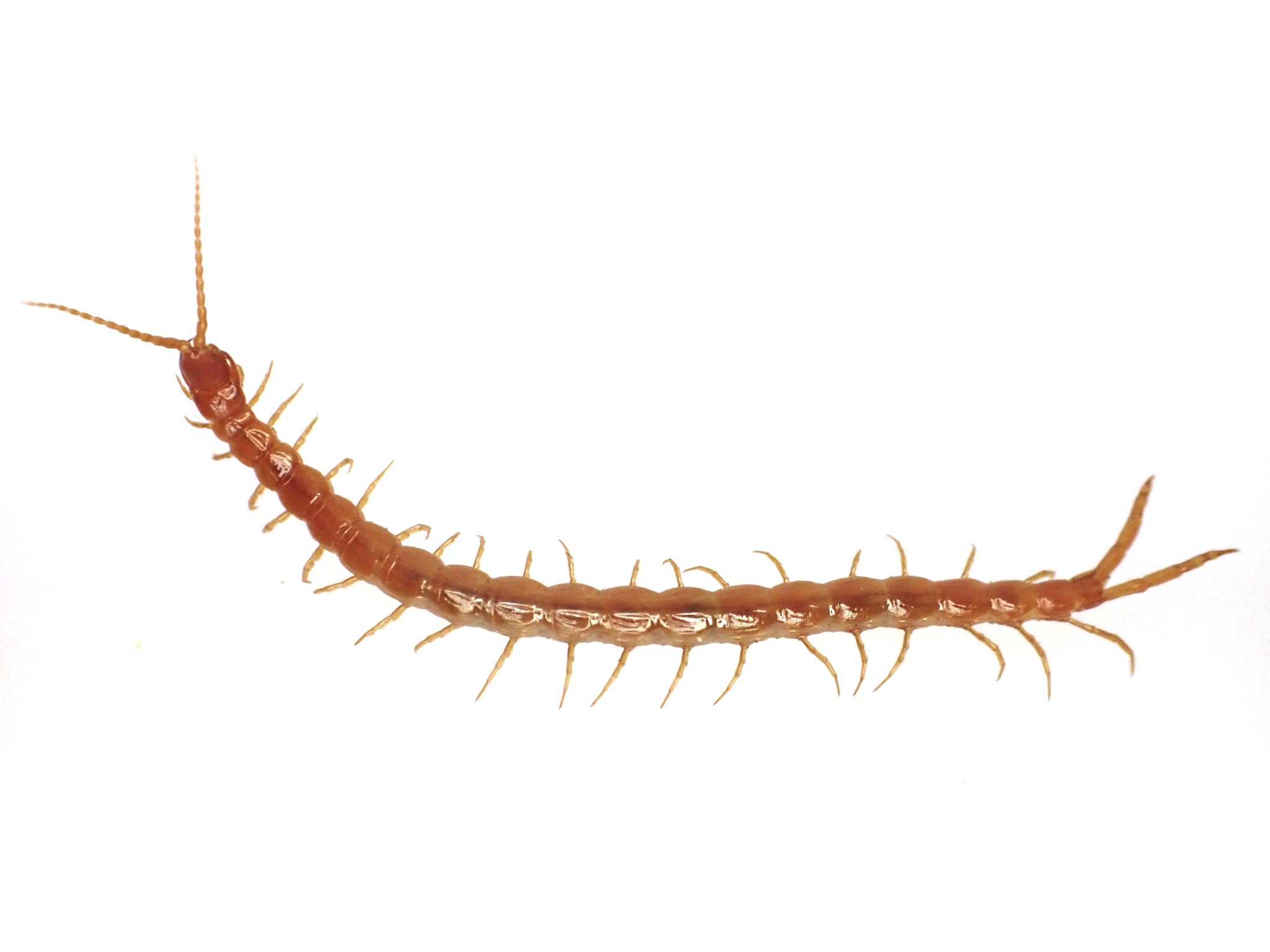 Cryptops anomalans Newport, 1844