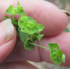 Euphorbia tetrapora