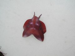 Othorene purpurascens