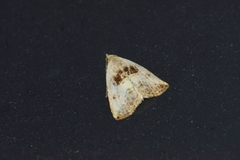 Rivula cognata