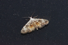 Araeopteron amoena