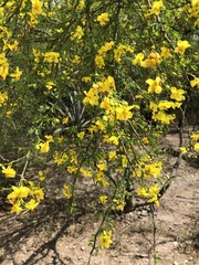 Parkinsonia texana macra