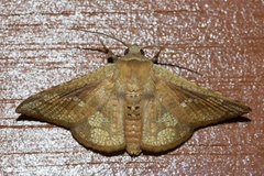 Canaea ryukyuensis