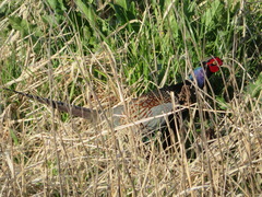 Phasianus versicolor