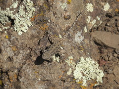 Urosaurus ornatus schottii