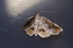 Pangrapta flavomacula