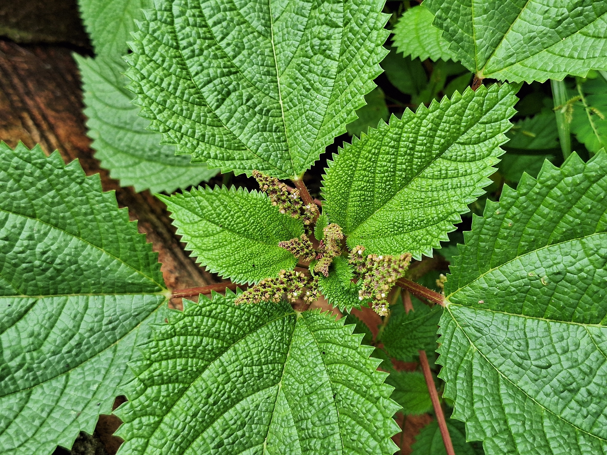 Laportea aestuans