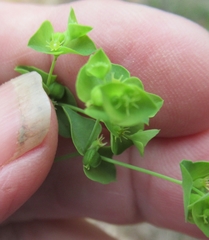 Euphorbia tetrapora