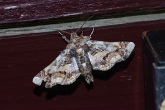 Eutelia adulatricoides