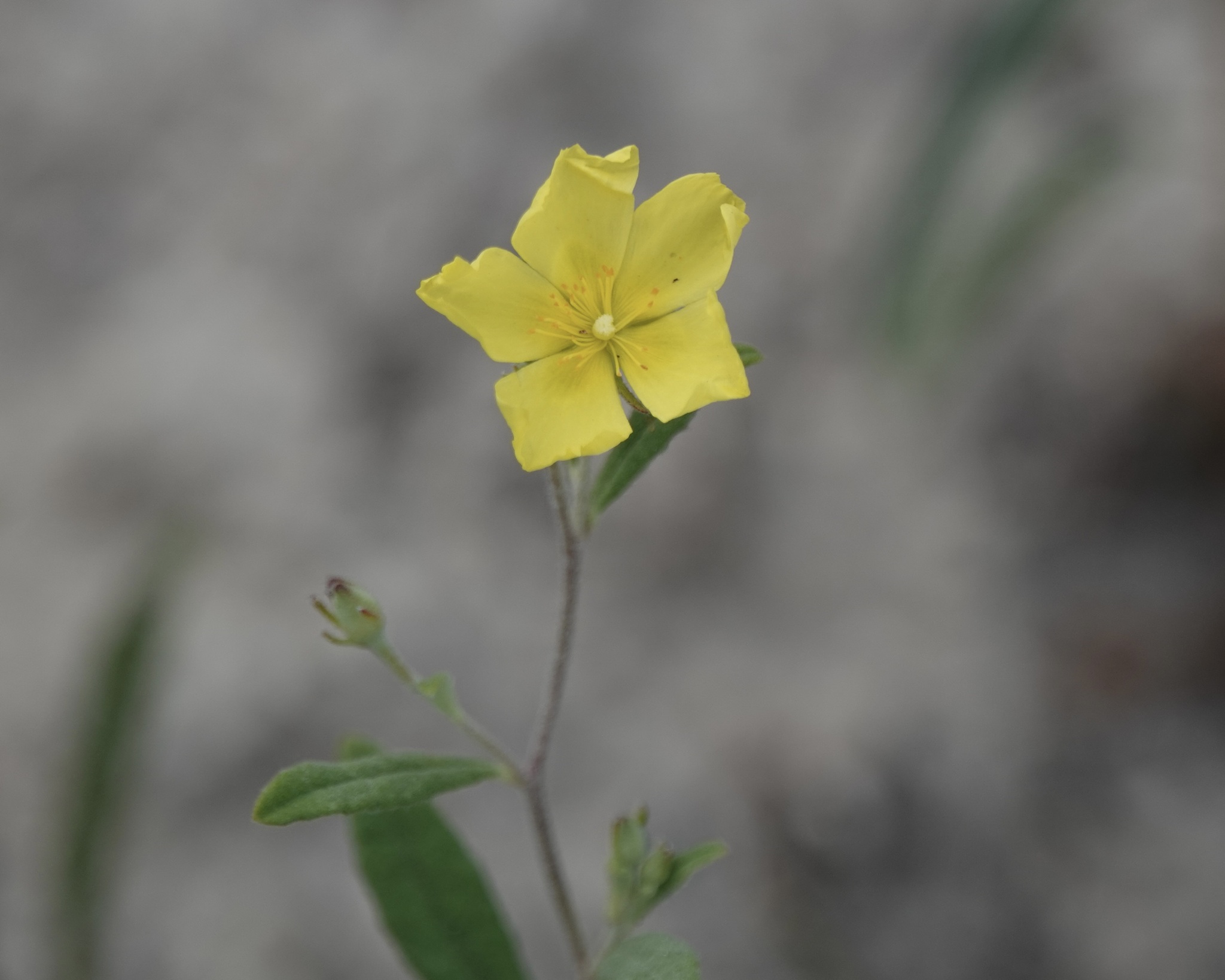 Imagem de Crocanthemum georgianum