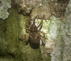 Rhadinomerus