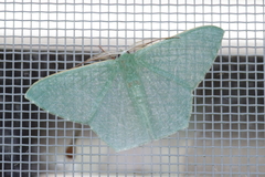 Thalassodes intaminata