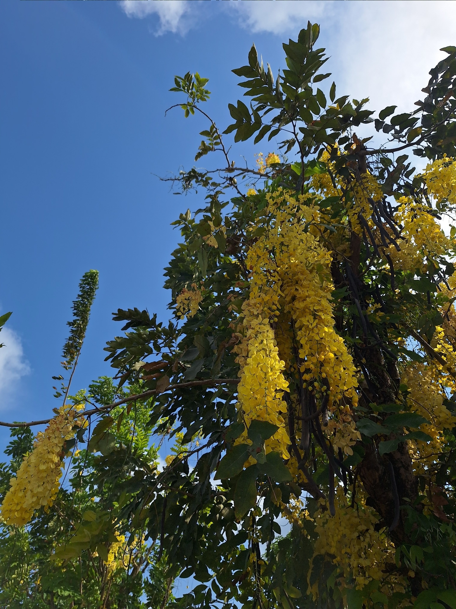 Cassia fistula