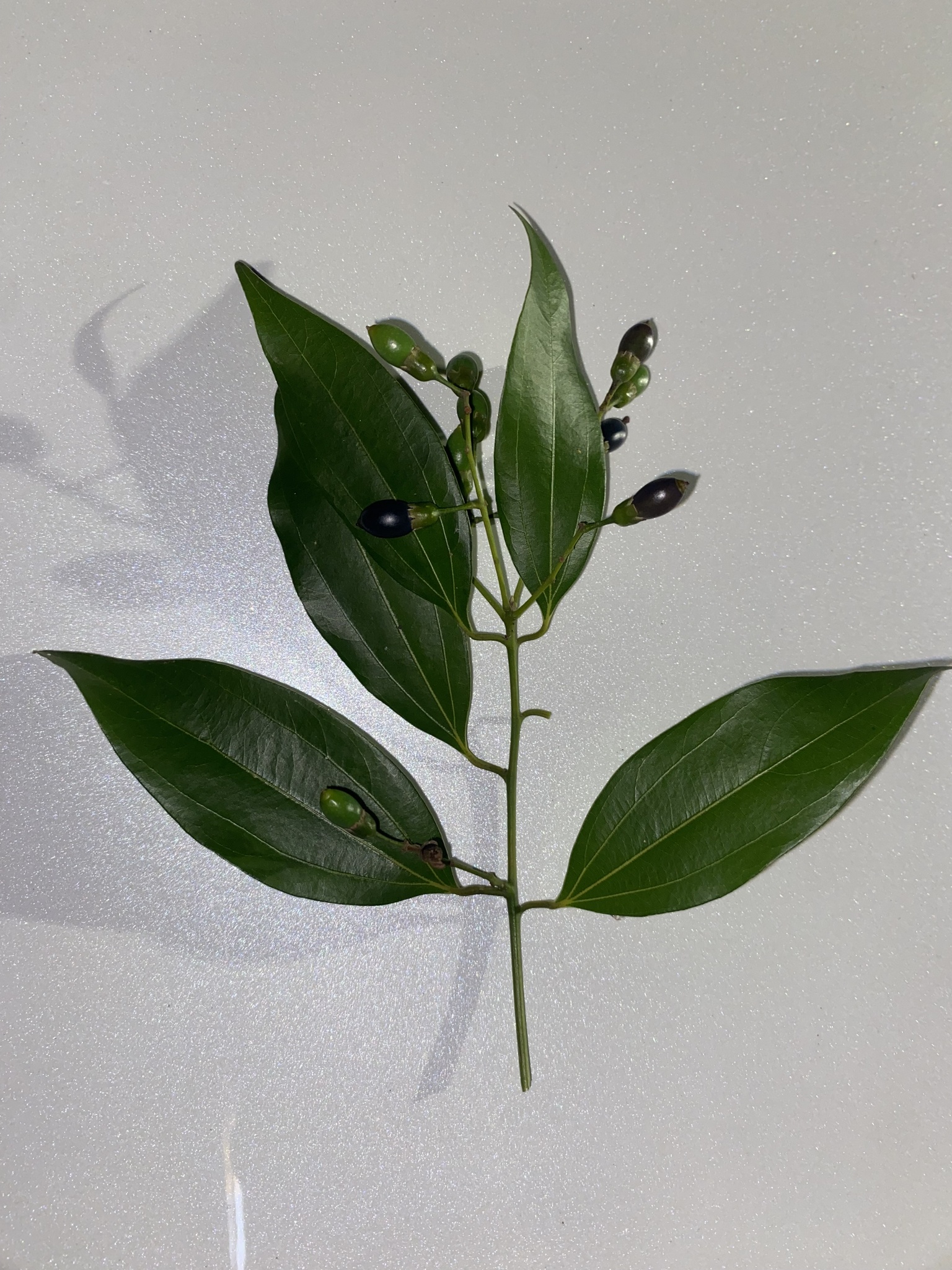Cinnamomum verum
