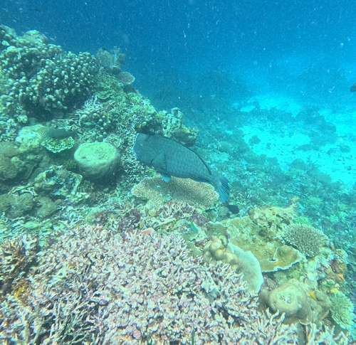 Bolbometopon muricatum