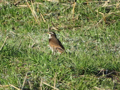Turdus eunomus