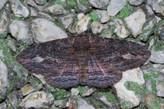 Anisoneura salebrosa