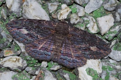 Anisoneura salebrosa