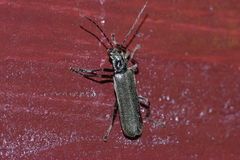 Lycocerus okinawanus