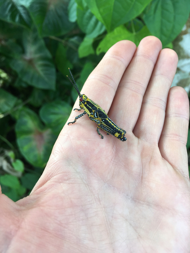 Variegated grasshopper