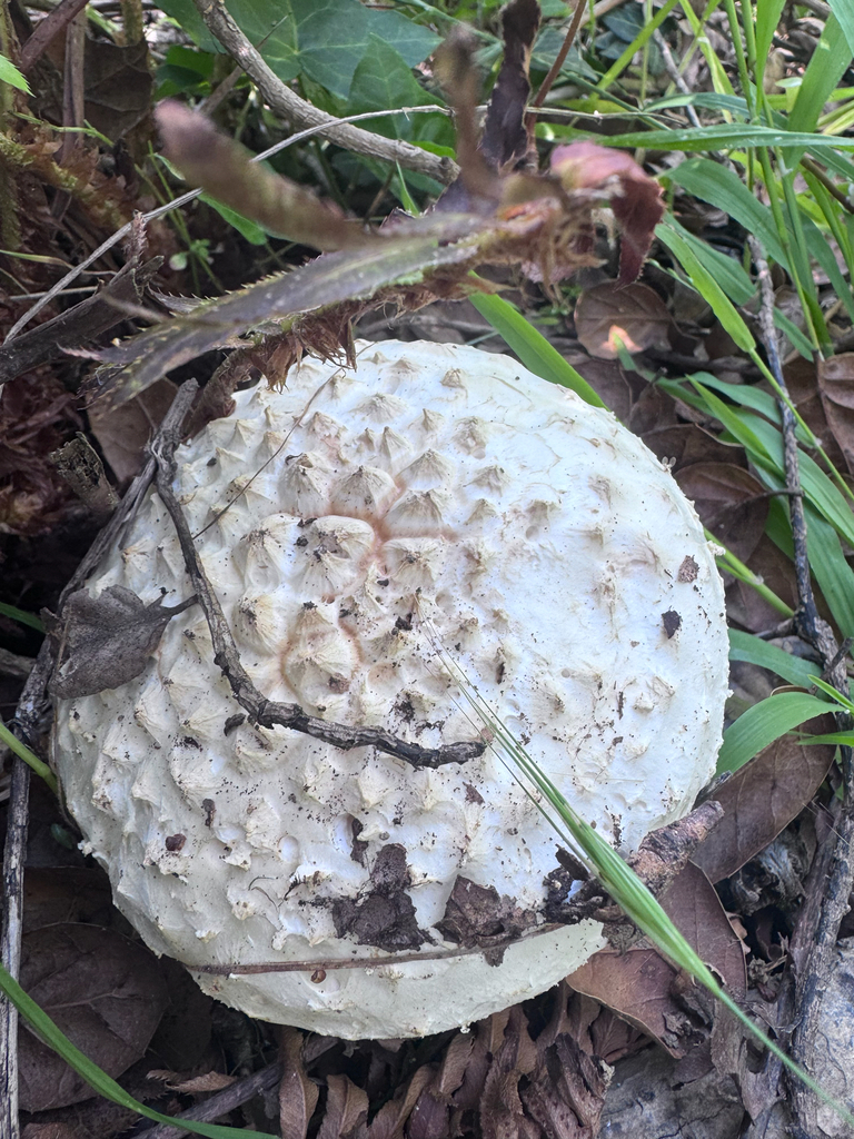 Amanita magniverrucata · April 2026 · photo: © el-markos (iNaturalist, cc-by)