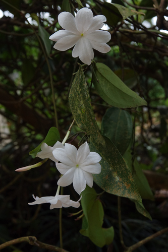 Jasminum nobile observed 2018-06-29