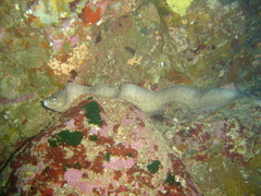 Gymnothorax nubilus