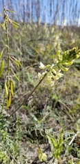 Astragalus trichopodus antisellii