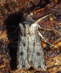 Agrotis malefida