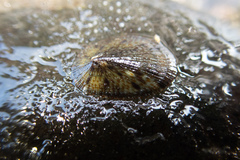 Cellana nigrolineata